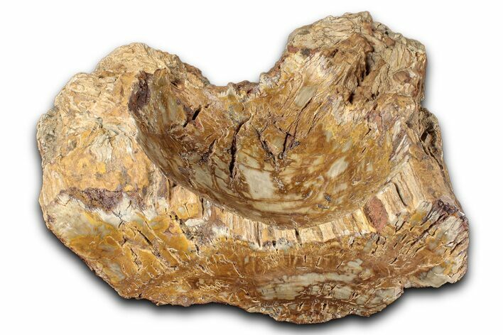 Polished Petrified Wood Soap Dish - Madagascar #346928